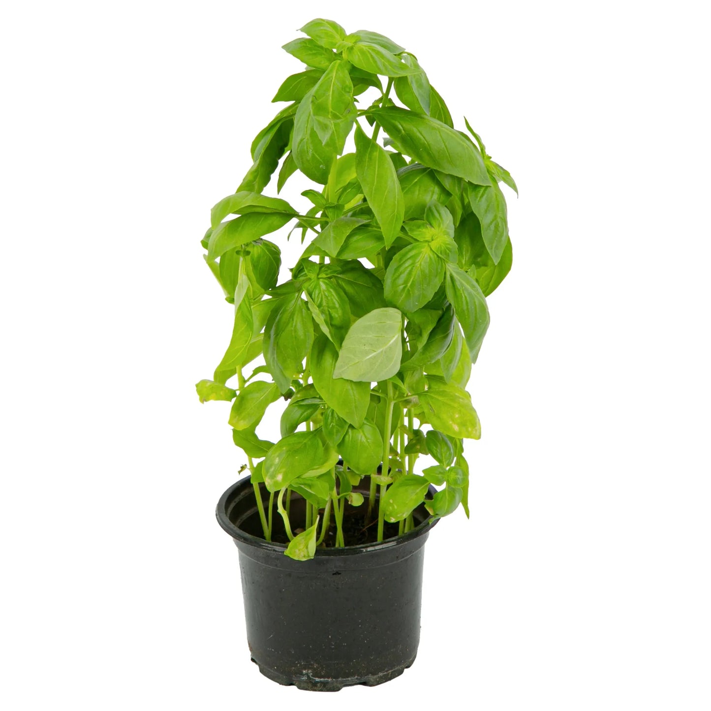 Basil Pot 1 pcs