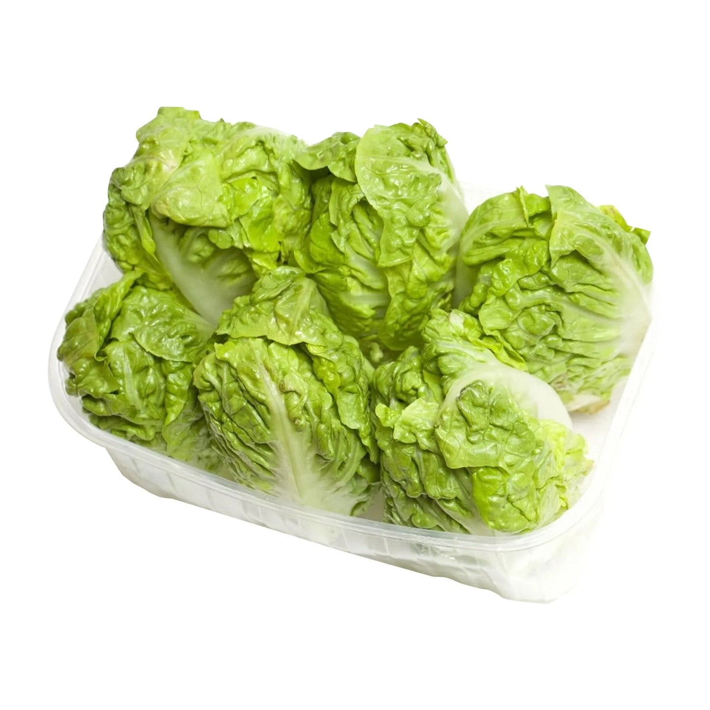 Baby Lettuce Gem 6 per pack