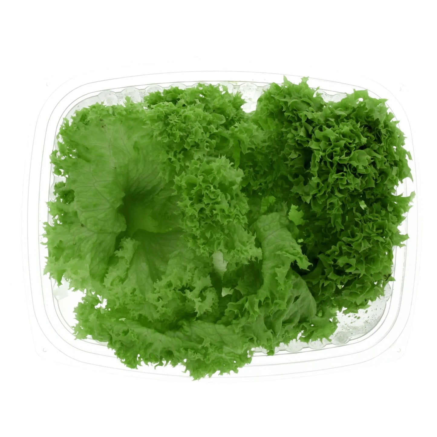 Emirates Hydroponics Farms Lettuce Lollo Biondi 200 gr per pack