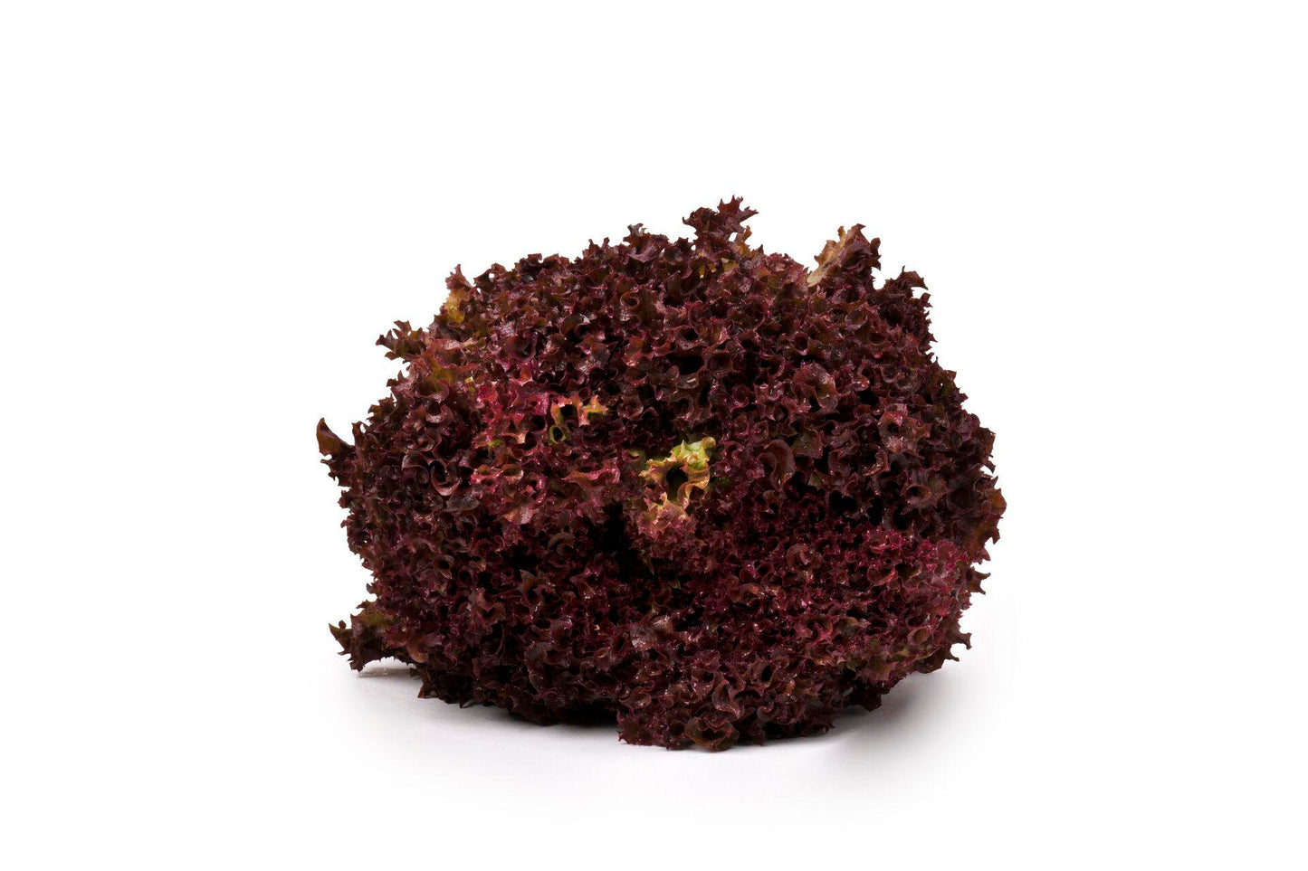 Emirates Hydroponics Farms Lettuce Lollo Rosso 1 pack