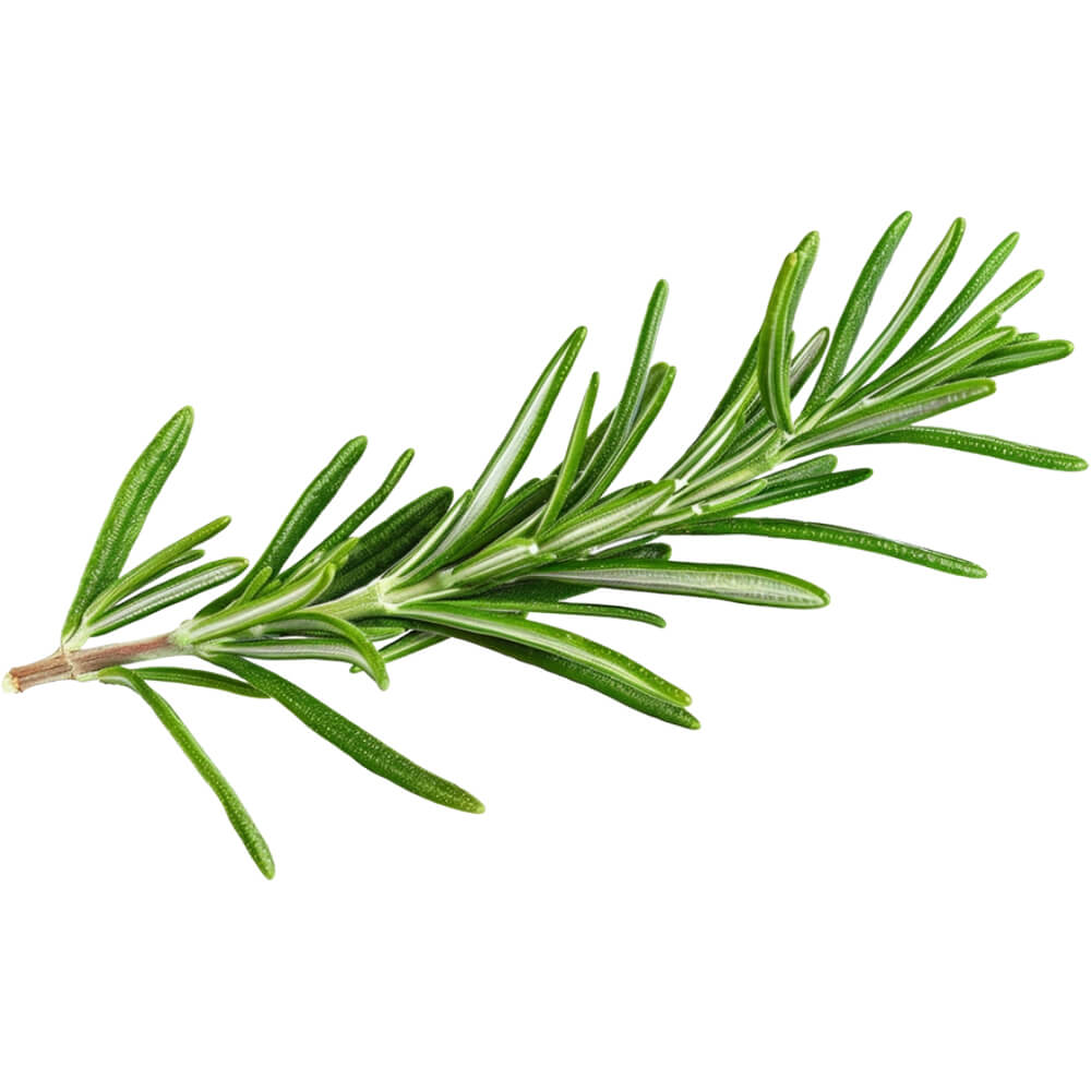 Fresh Rosemary Leaves 1 pack