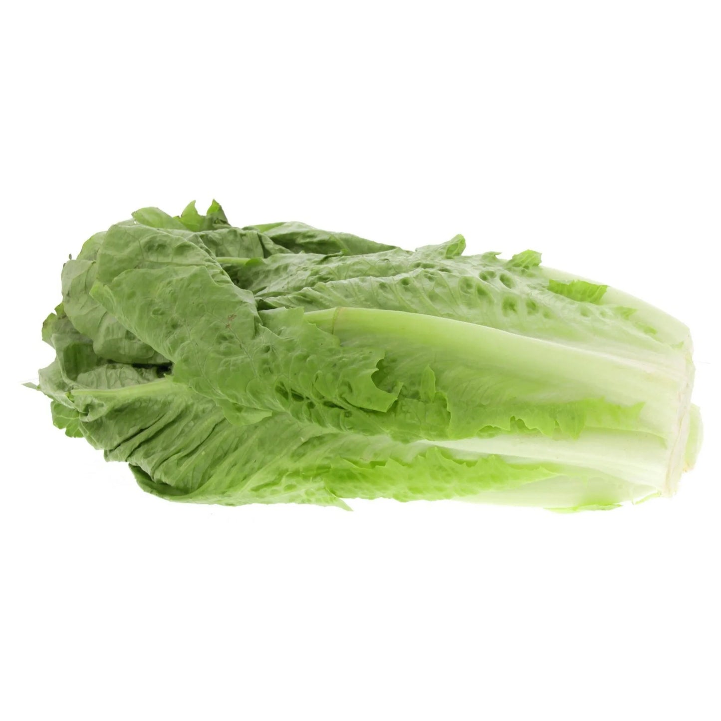 Lettuce Romaine Import 500 gr